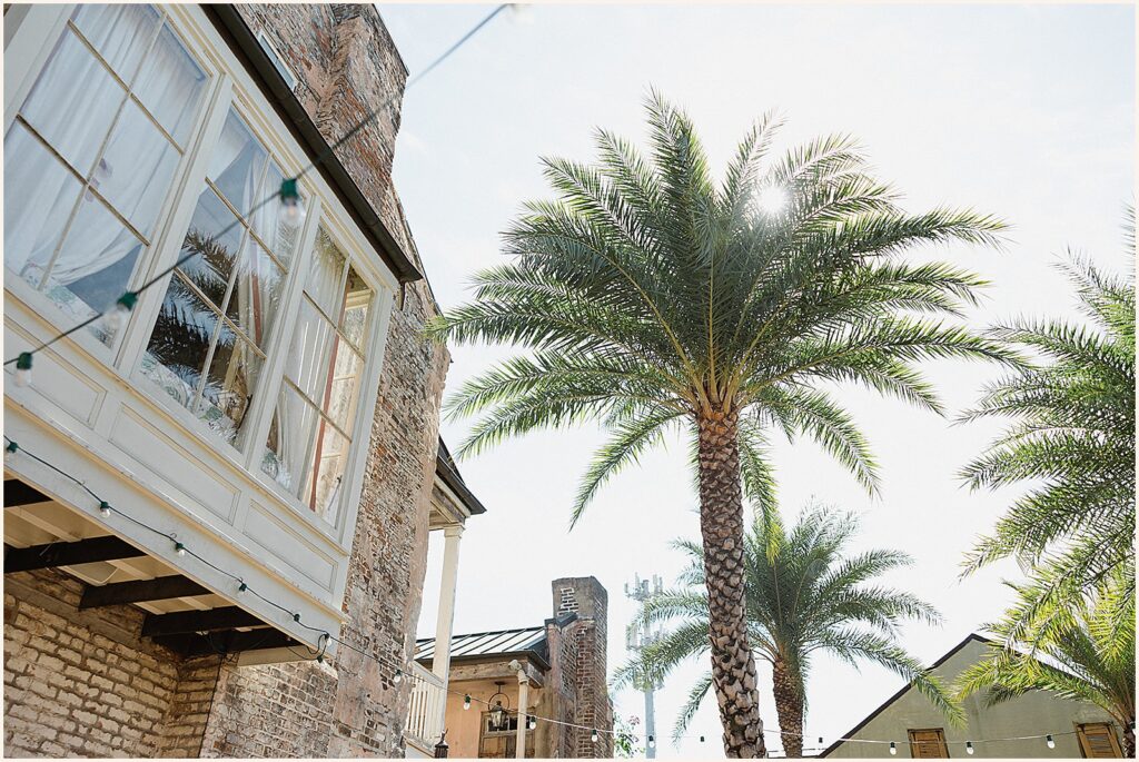Sun shines through palm trees in the courtyard of Race and Religious.